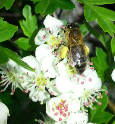 Poranny Pirate Bees pollen